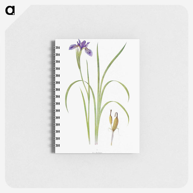 1-35_The-Genus-Iris_memo