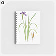 アートメモ帳-Iris Bulleyana The Genus Iris
 - アヤメ属 Memo.