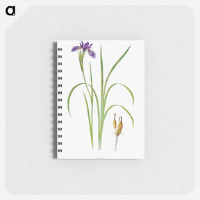 アートメモ帳-Iris Bulleyana The Genus Iris
 - アヤメ属 Memo.