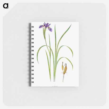 アートメモ帳-Iris Bulleyana The Genus Iris
 - アヤメ属 Memo.