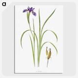 1-35_The-Genus-Iris_picture-crop