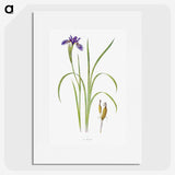 1-35_The-Genus-Iris_picture