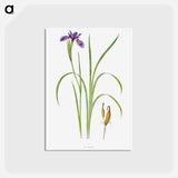 アートポストカード-Iris Bulleyana The Genus Iris
 - アヤメ属 Postcard.