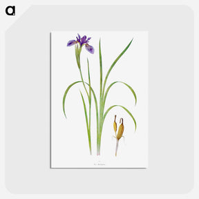 アートポストカード-Iris Bulleyana The Genus Iris
 - アヤメ属 Postcard.