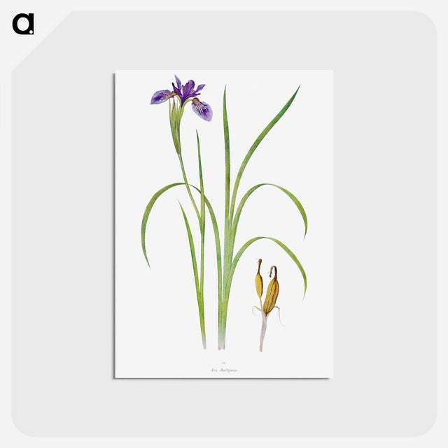 アートポストカード-Iris Bulleyana The Genus Iris
 - アヤメ属 Postcard.