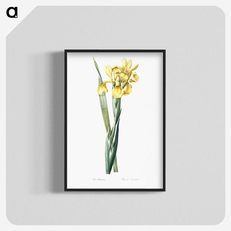 1-35_The-Lilies_blk-crop
