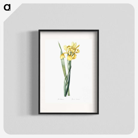 1-35_The-Lilies_blk