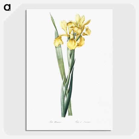 1-35_The-Lilies_picture-crop