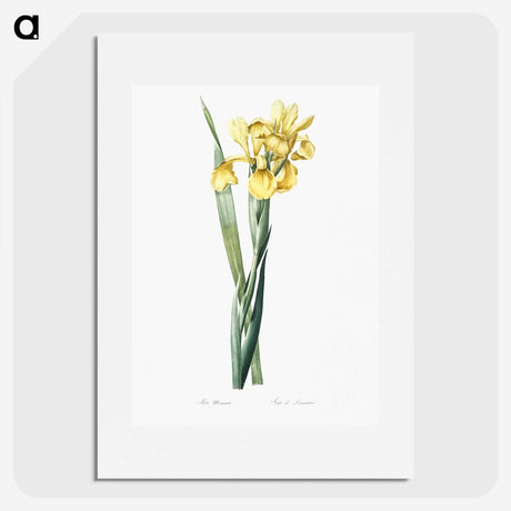 1-35_The-Lilies_picture