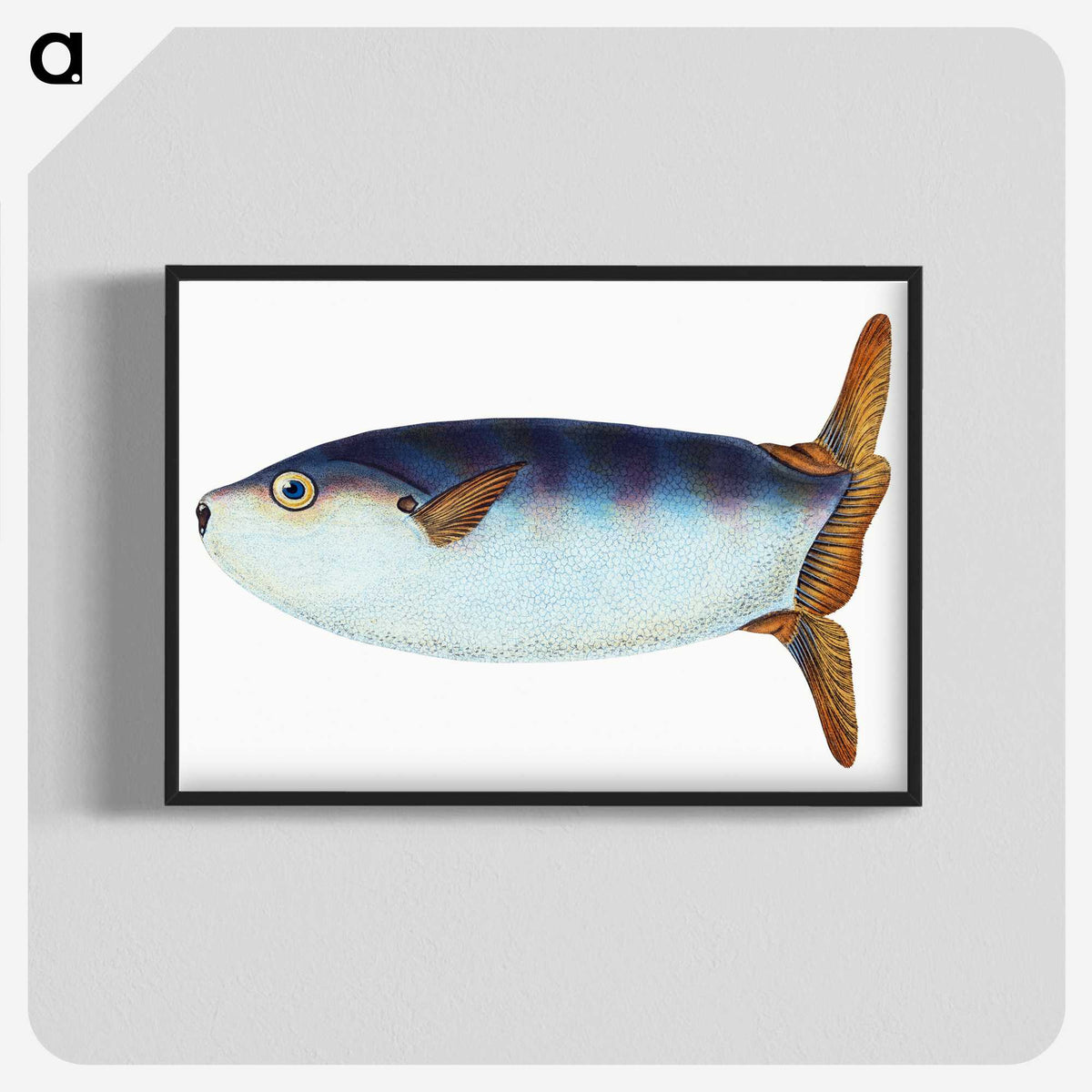1-35_The-Natural-History-of-British-Fishes_blk-crop