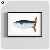 1-35_The-Natural-History-of-British-Fishes_blk