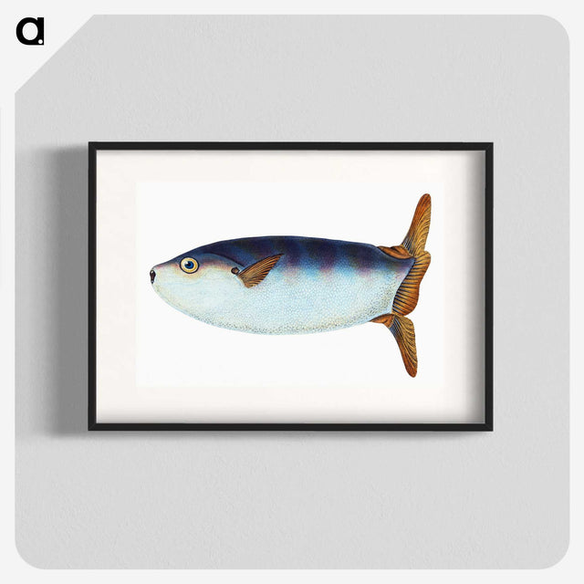 1-35_The-Natural-History-of-British-Fishes_blk