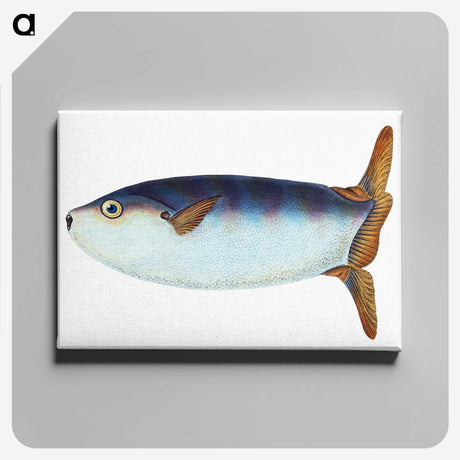 1-35_The-Natural-History-of-British-Fishes_canvas