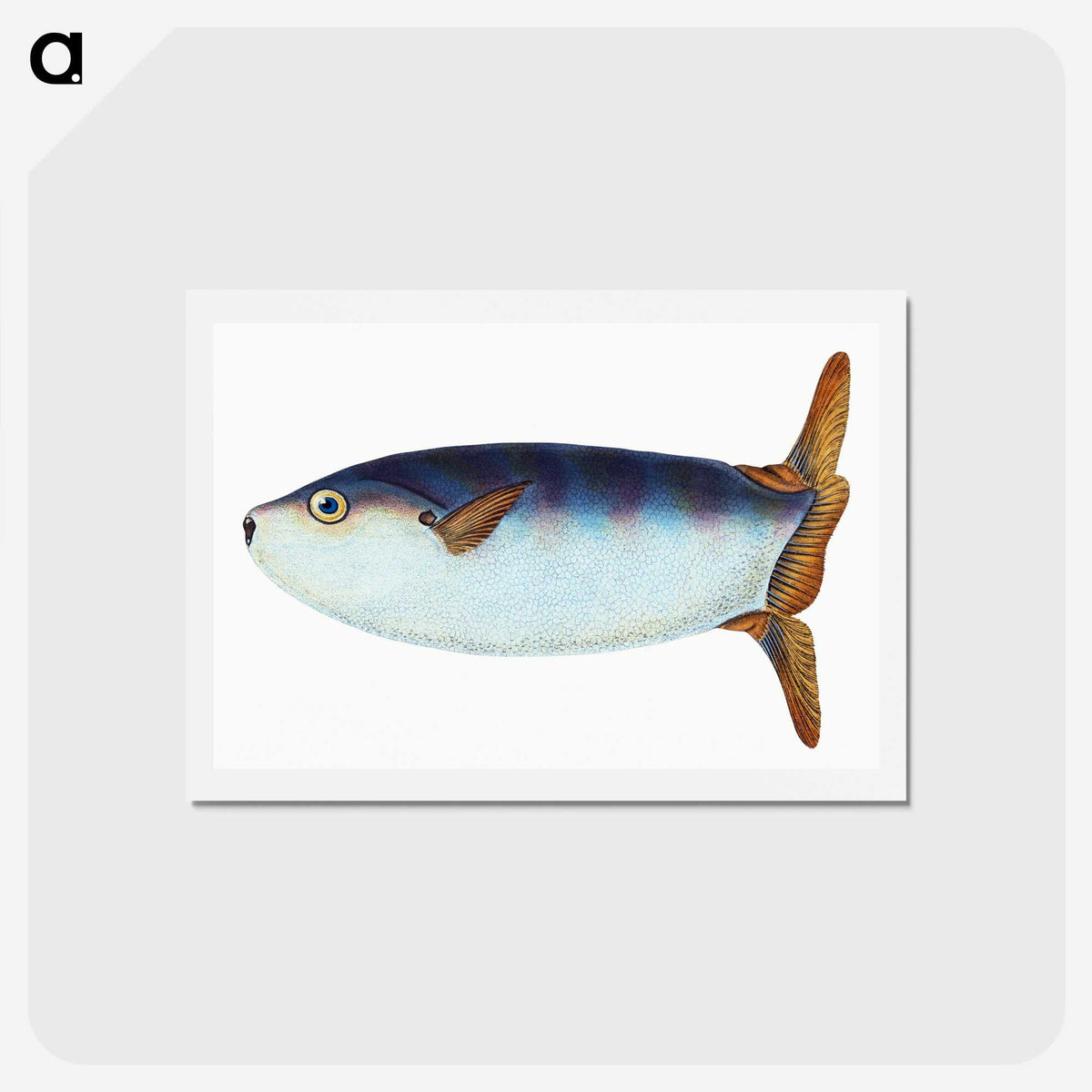 1-35_The-Natural-History-of-British-Fishes_hagaki