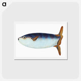1-35_The-Natural-History-of-British-Fishes_hagaki