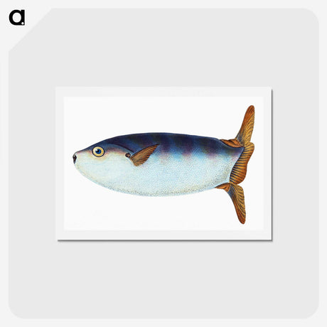 1-35_The-Natural-History-of-British-Fishes_hagaki