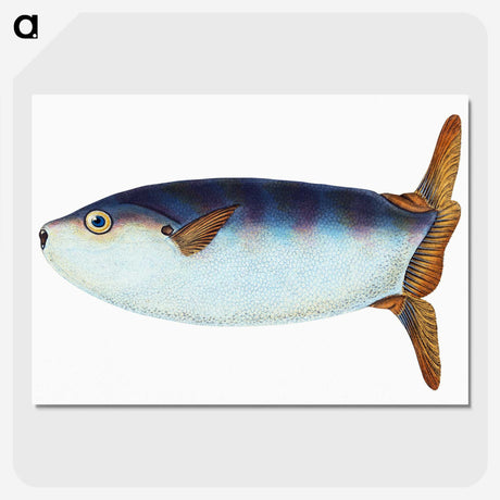 1-35_The-Natural-History-of-British-Fishes_picture-crop