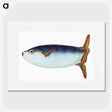 1-35_The-Natural-History-of-British-Fishes_picture