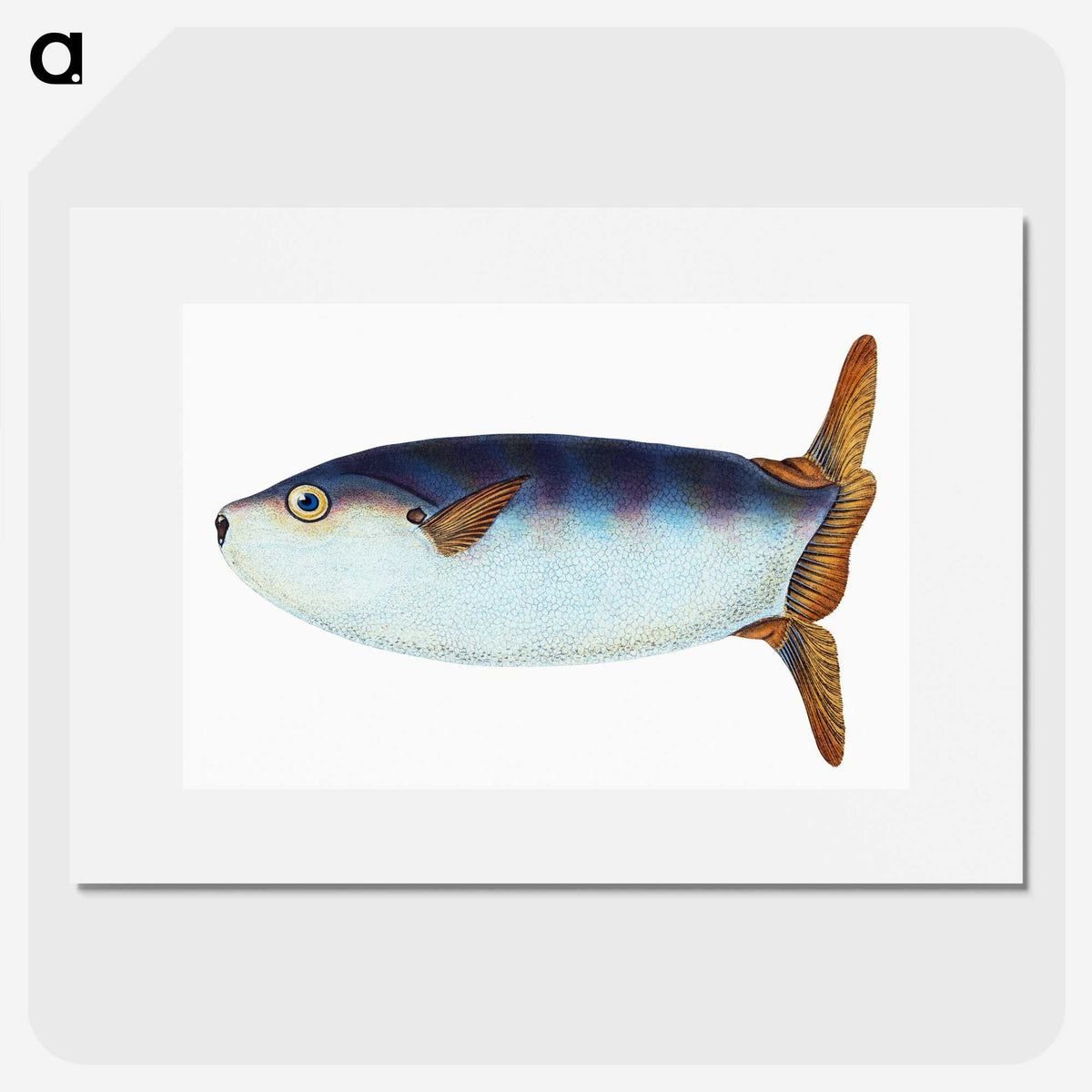 1-35_The-Natural-History-of-British-Fishes_picture
