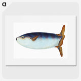 1-35_The-Natural-History-of-British-Fishes_picture