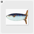 1-35_The-Natural-History-of-British-Fishes_postcard