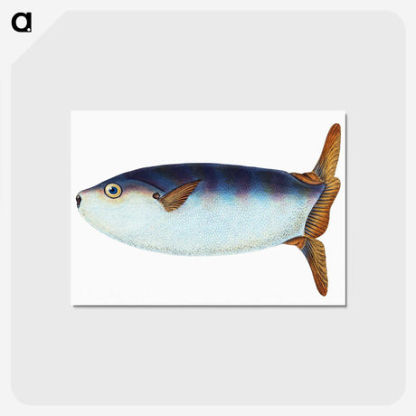1-35_The-Natural-History-of-British-Fishes_postcard
