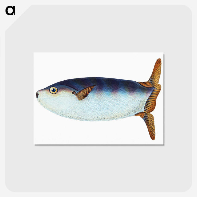 1-35_The-Natural-History-of-British-Fishes_postcard
