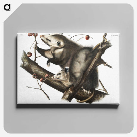 1-35_The-Viviparous-Quadrupeds_canvas