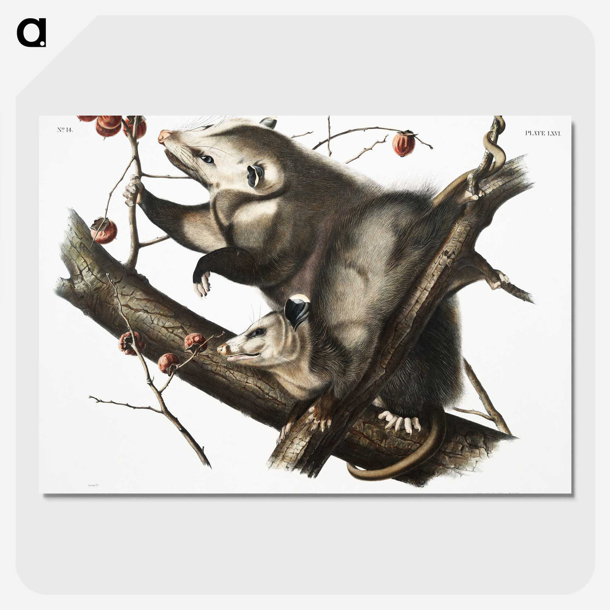 1-35_The-Viviparous-Quadrupeds_picture-crop