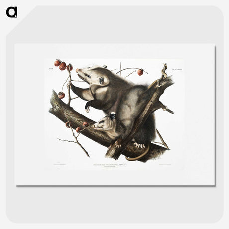 1-35_The-Viviparous-Quadrupeds_picture