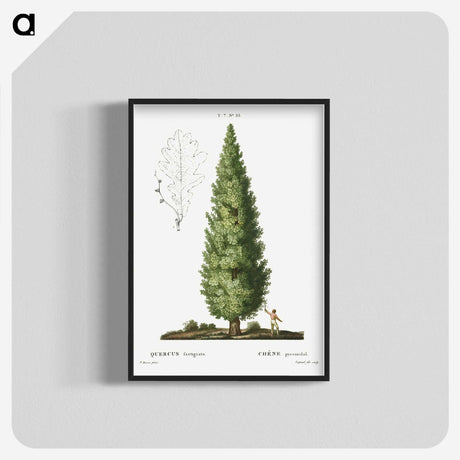 1-35_Treatise-on-Trees-and-Shrubs_blk-crop