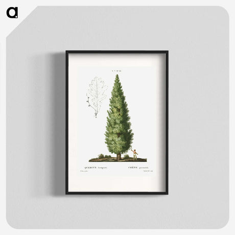 1-35_Treatise-on-Trees-and-Shrubs_blk
