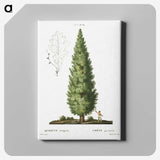 1-35_Treatise-on-Trees-and-Shrubs_canvas