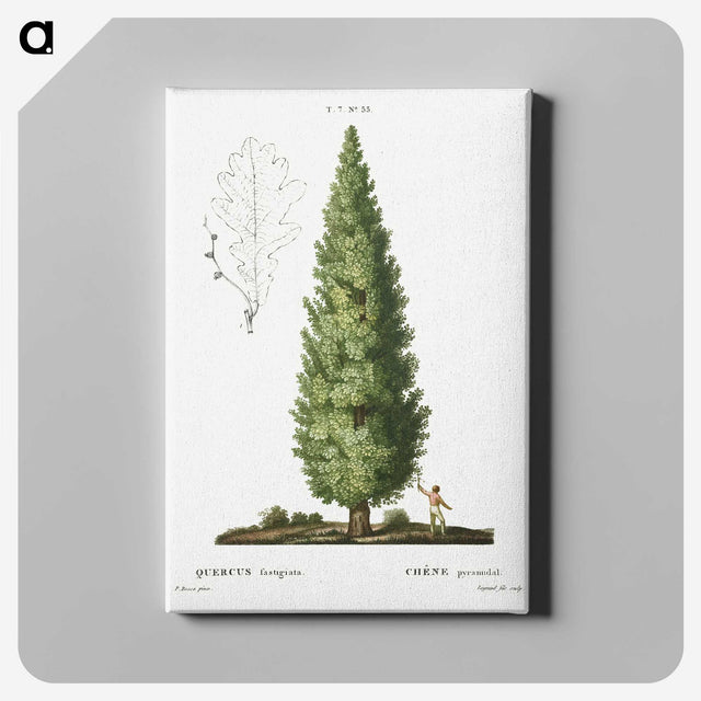 1-35_Treatise-on-Trees-and-Shrubs_canvas