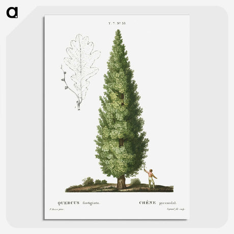 1-35_Treatise-on-Trees-and-Shrubs_picture-crop