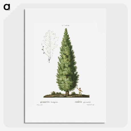 1-35_Treatise-on-Trees-and-Shrubs_picture