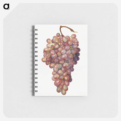 1-35_USDA-Watercolor-Fruit-Painting-Collection_memo