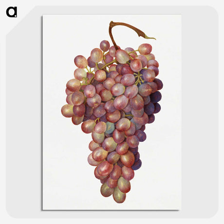 1-35_USDA-Watercolor-Fruit-Painting-Collection_picture-crop