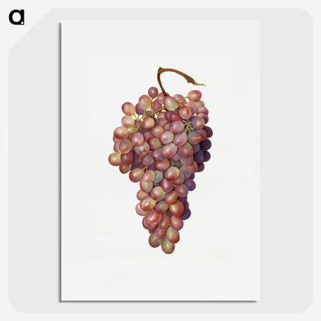 1-35_USDA-Watercolor-Fruit-Painting-Collection_picture
