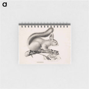 アートメモ帳-Squirrel - ヴィルヘルム フォン ライト Memo.