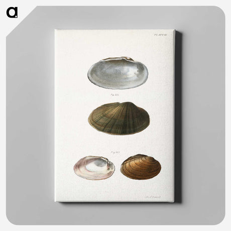 1-35_Zoology-of-New-York_canvas