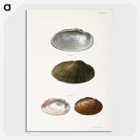 1-35_Zoology-of-New-York_picture-crop