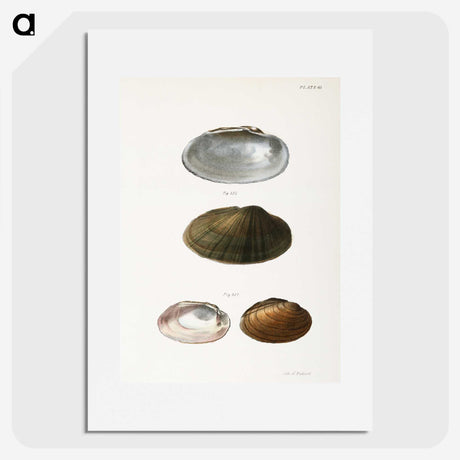 1-35_Zoology-of-New-York_picture