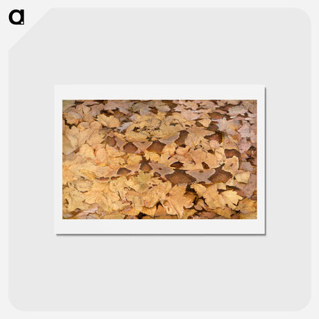 アートポストカード-Copperhead Snake on Dead Leaves - アボット ハンダーソン セイヤー Postcard.