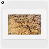 1-36_Abbott-Handerson-Thayer_picture