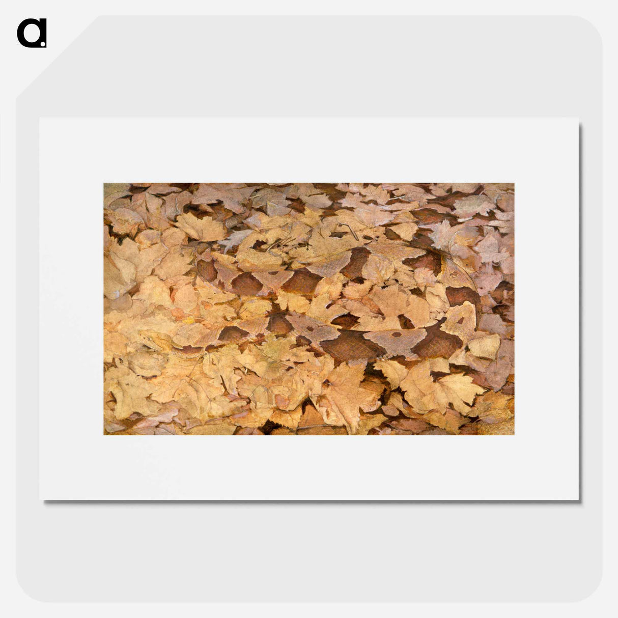 Copperhead Snake on Dead Leaves - アボット ハンダーソン セイヤー Poster.