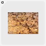 アートポストカード-Copperhead Snake on Dead Leaves - アボット ハンダーソン セイヤー Postcard.