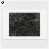 1-36_Alfred-Stieglitz_picture