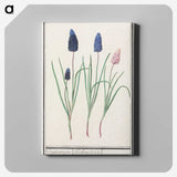 1-36_Anselmus-Boetius-de-Boodt_canvas