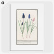 1-36_Anselmus-Boetius-de-Boodt_picture